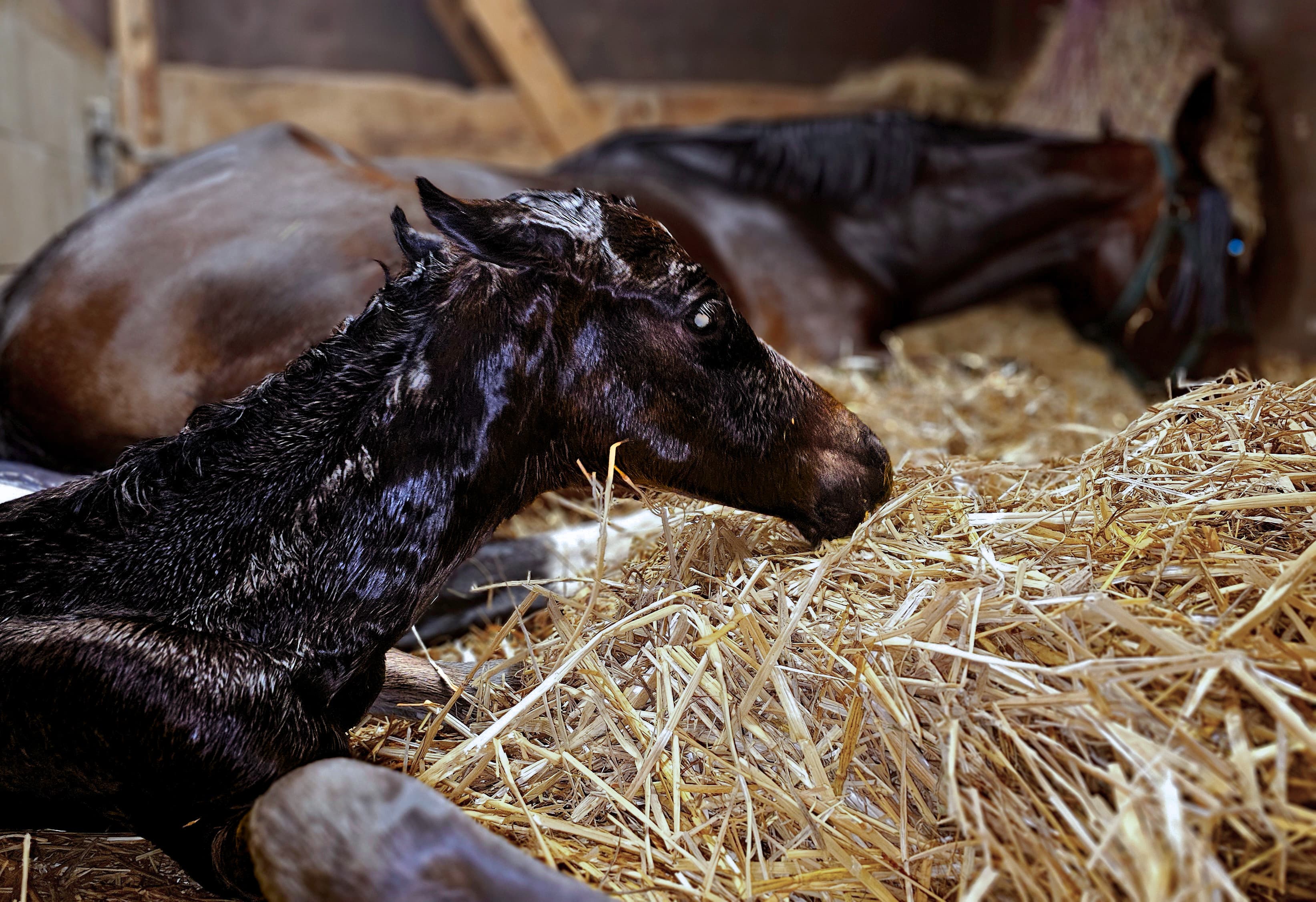 Phaedra de Javols birth
