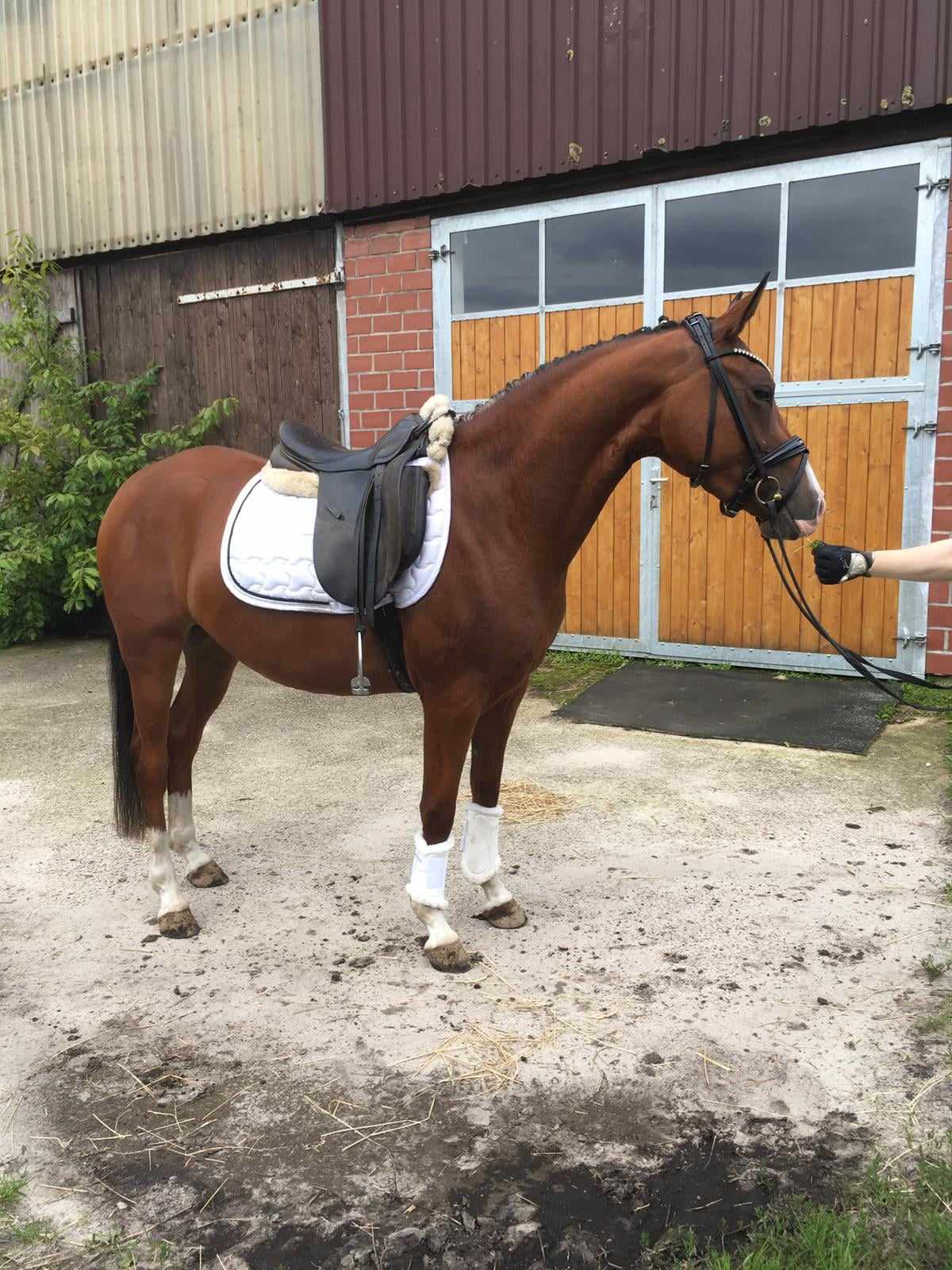 Desiree Dressage Pony