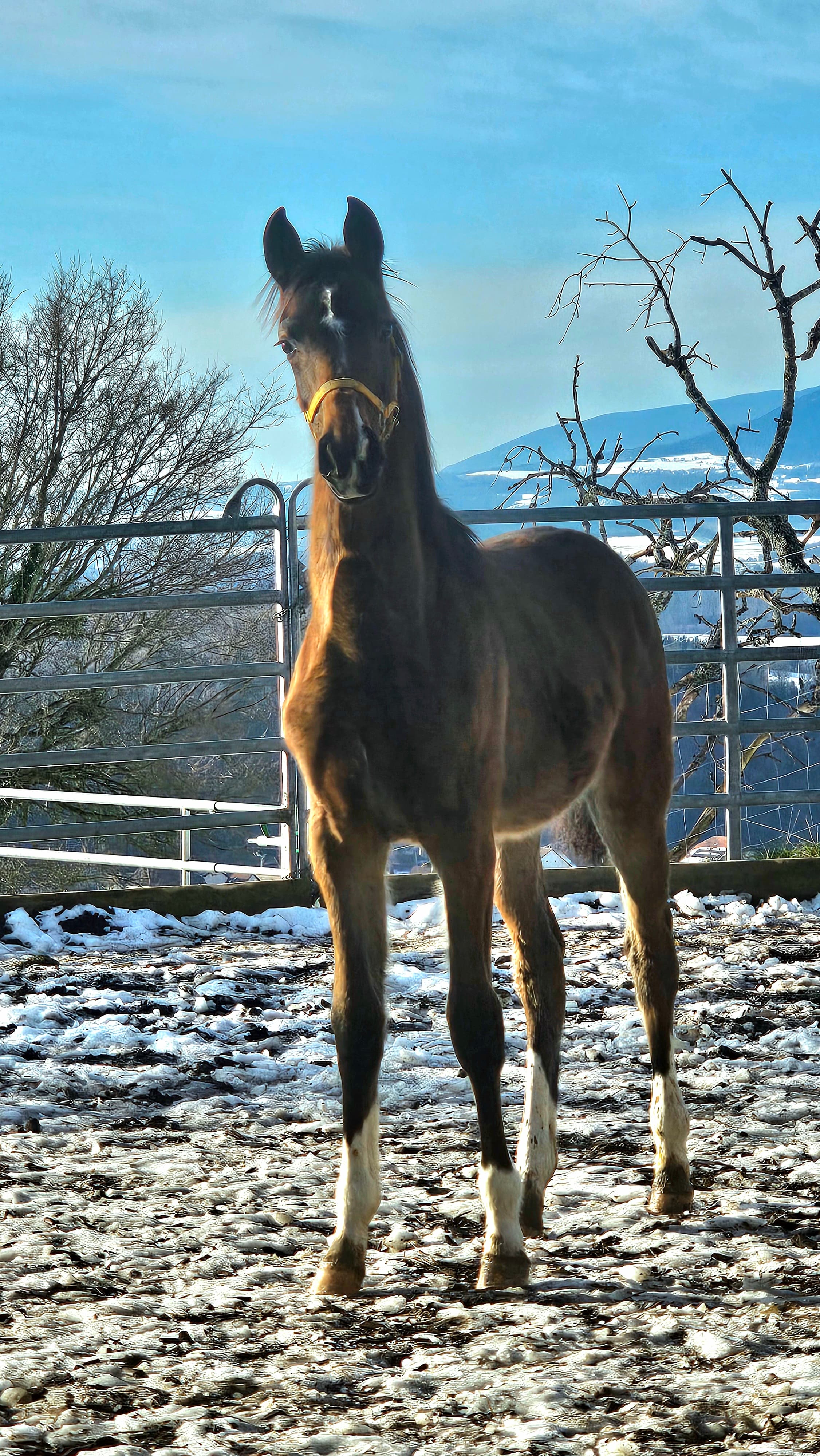 Donna Dressage Filly Fiji x Foundation