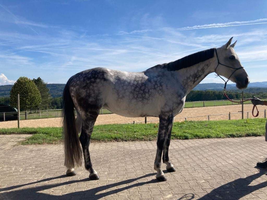 Codex Sylvie