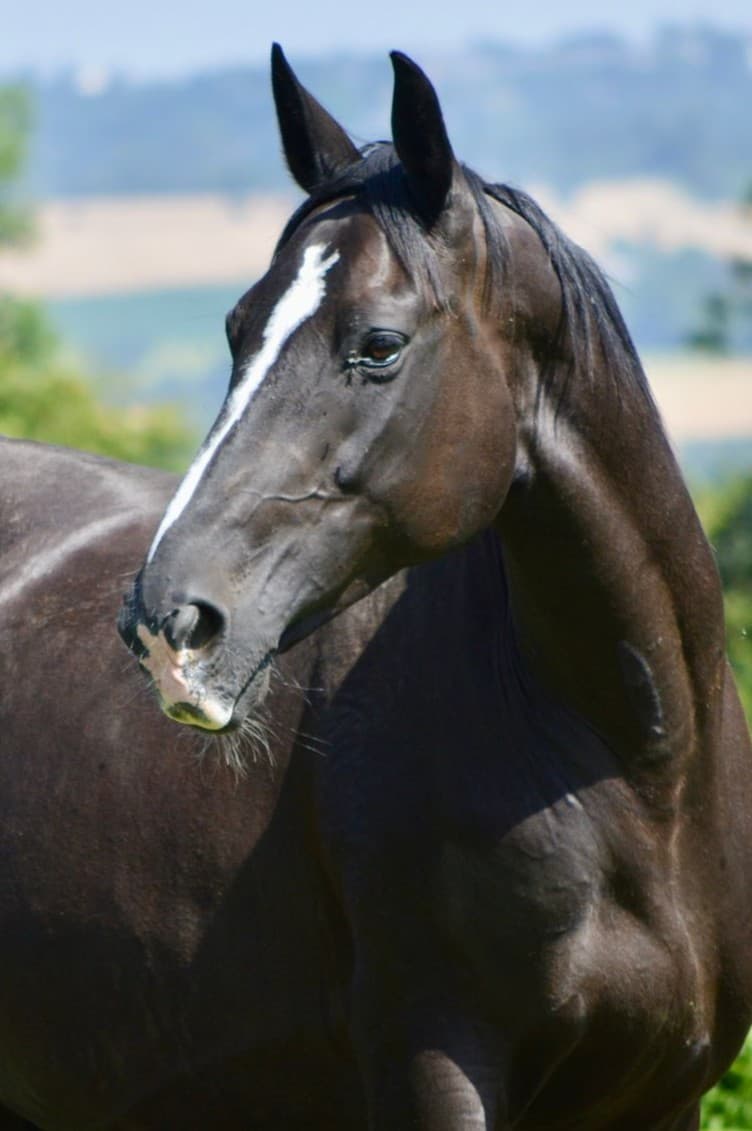 Eoenologie Batilly French Jumper Broodmare