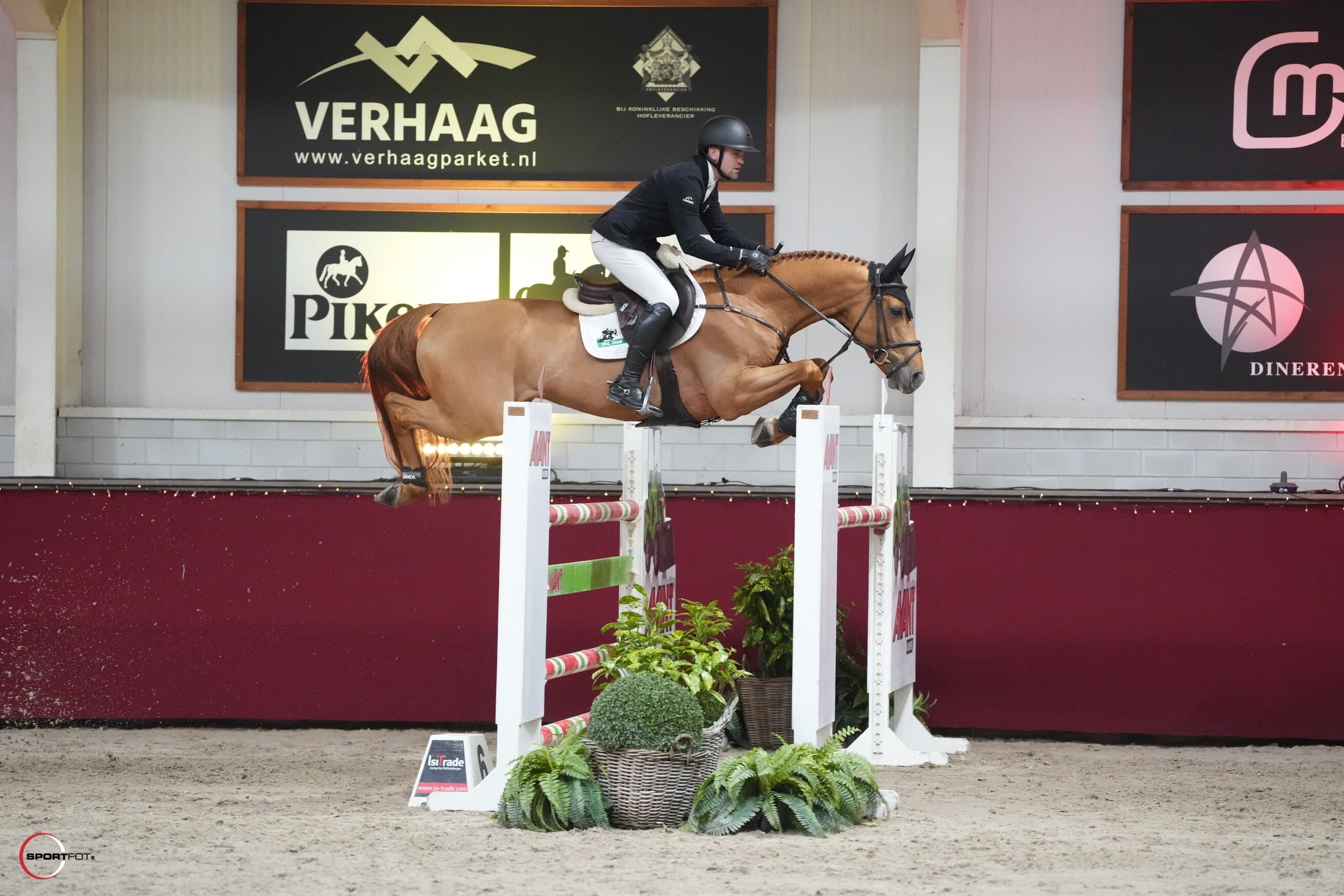 Sambucci de Muze Showjumping Stallion