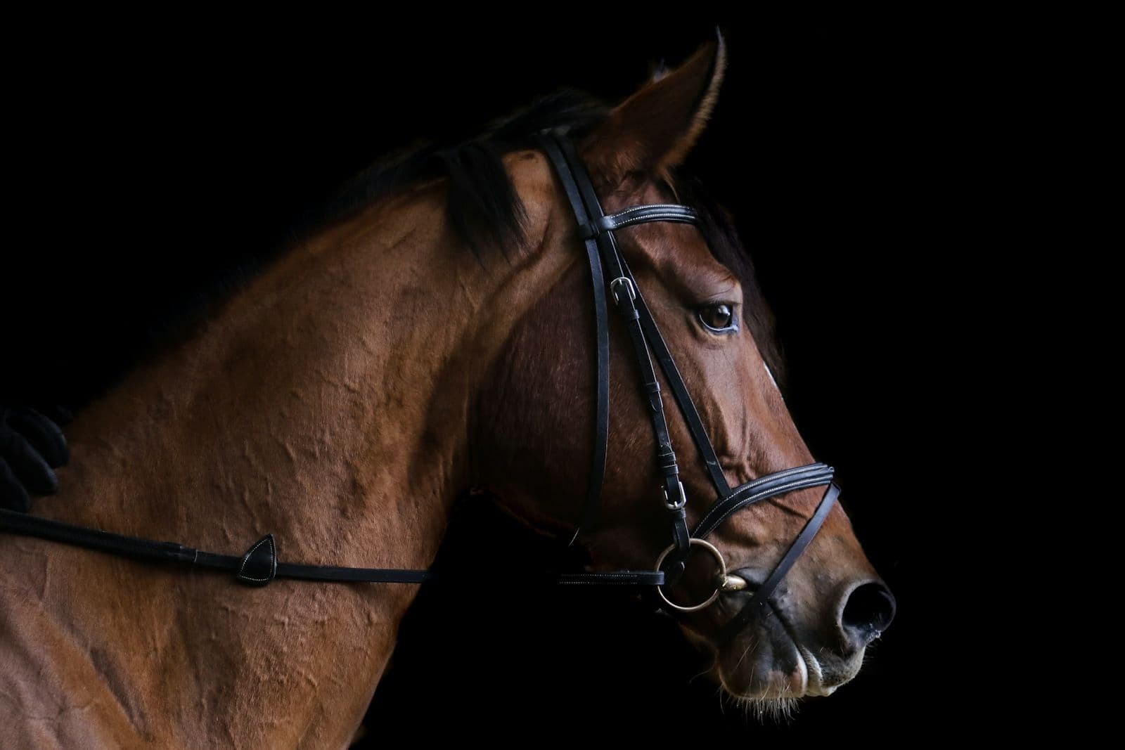 Tête d’un cheval bai avec un bridon en cuir et un filet à anneaux, sur fond noir