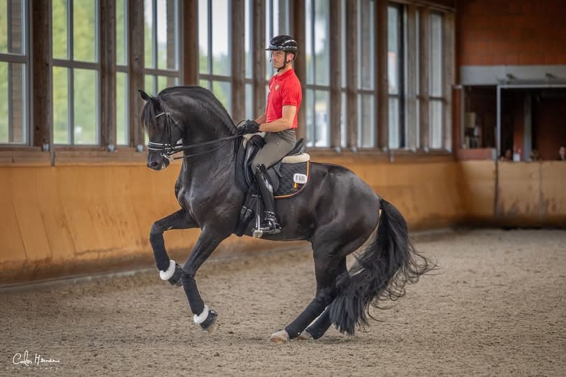 Zonik Plus stallion owned and ridden by Justin Verboomen