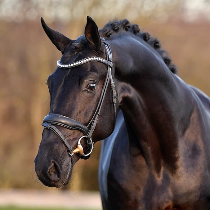 Lord Europe étalon