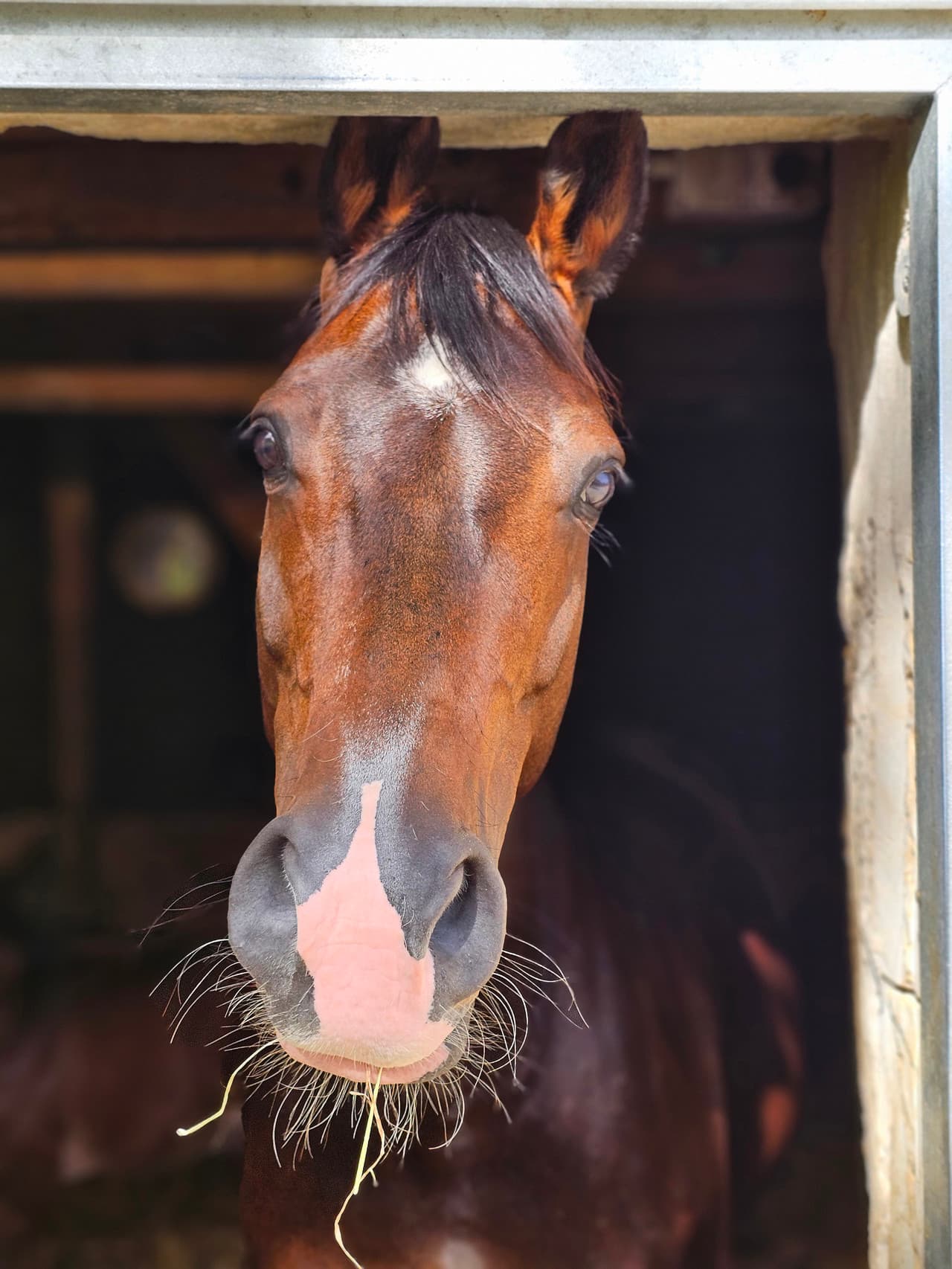 Destiny Oldenburg Broodmare by Danciano