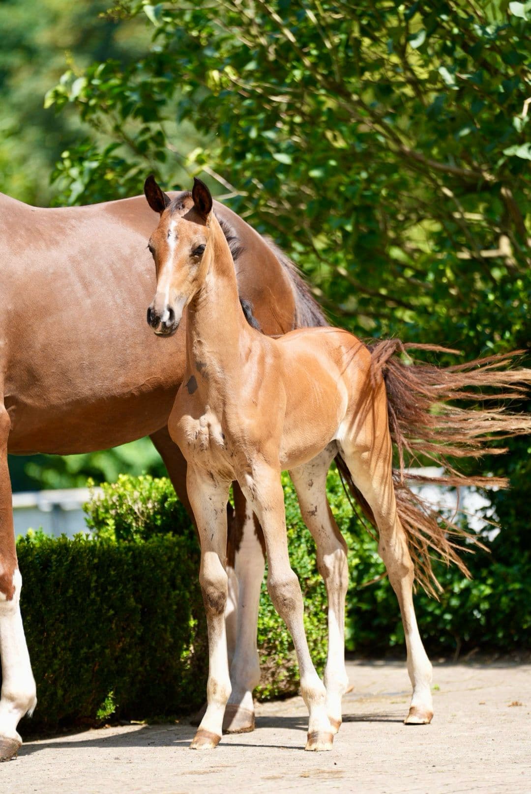 Donna Dressage Filly Fiji x Foundation