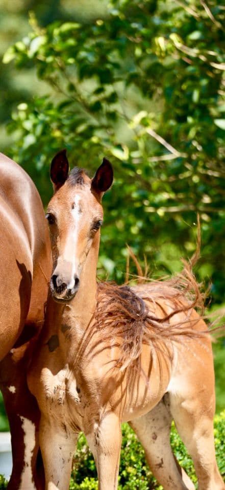 Donna Dressage Filly Fiji x Foundation