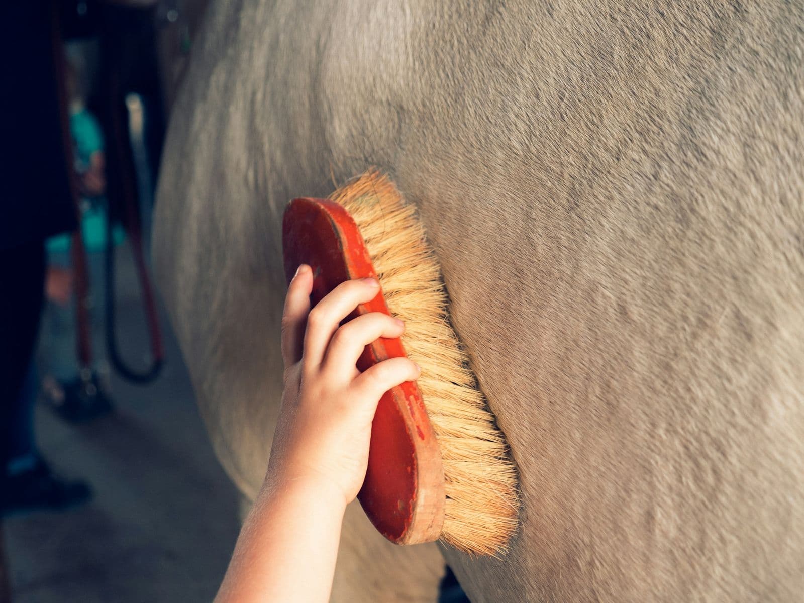 Main qui brosse le poil d’un cheval gris avec une brosse de pansage en bois