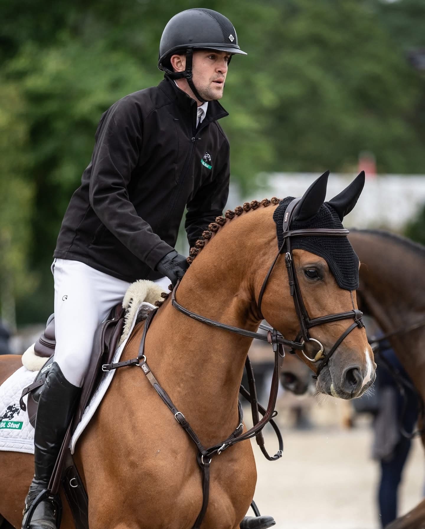Sambucci de Muze Showjumping Stallion