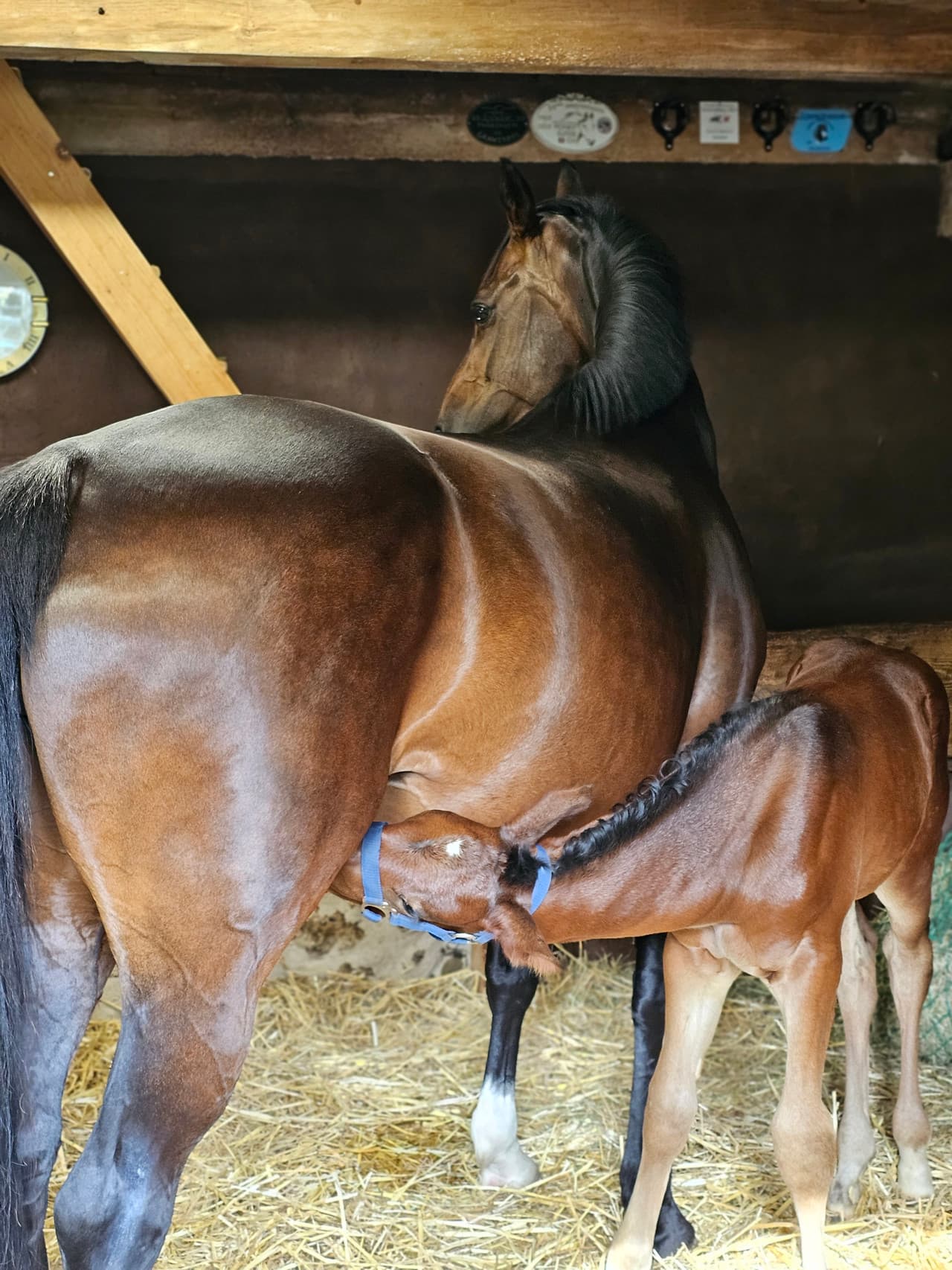 Destiny Oldenburg Broodmare by Danciano