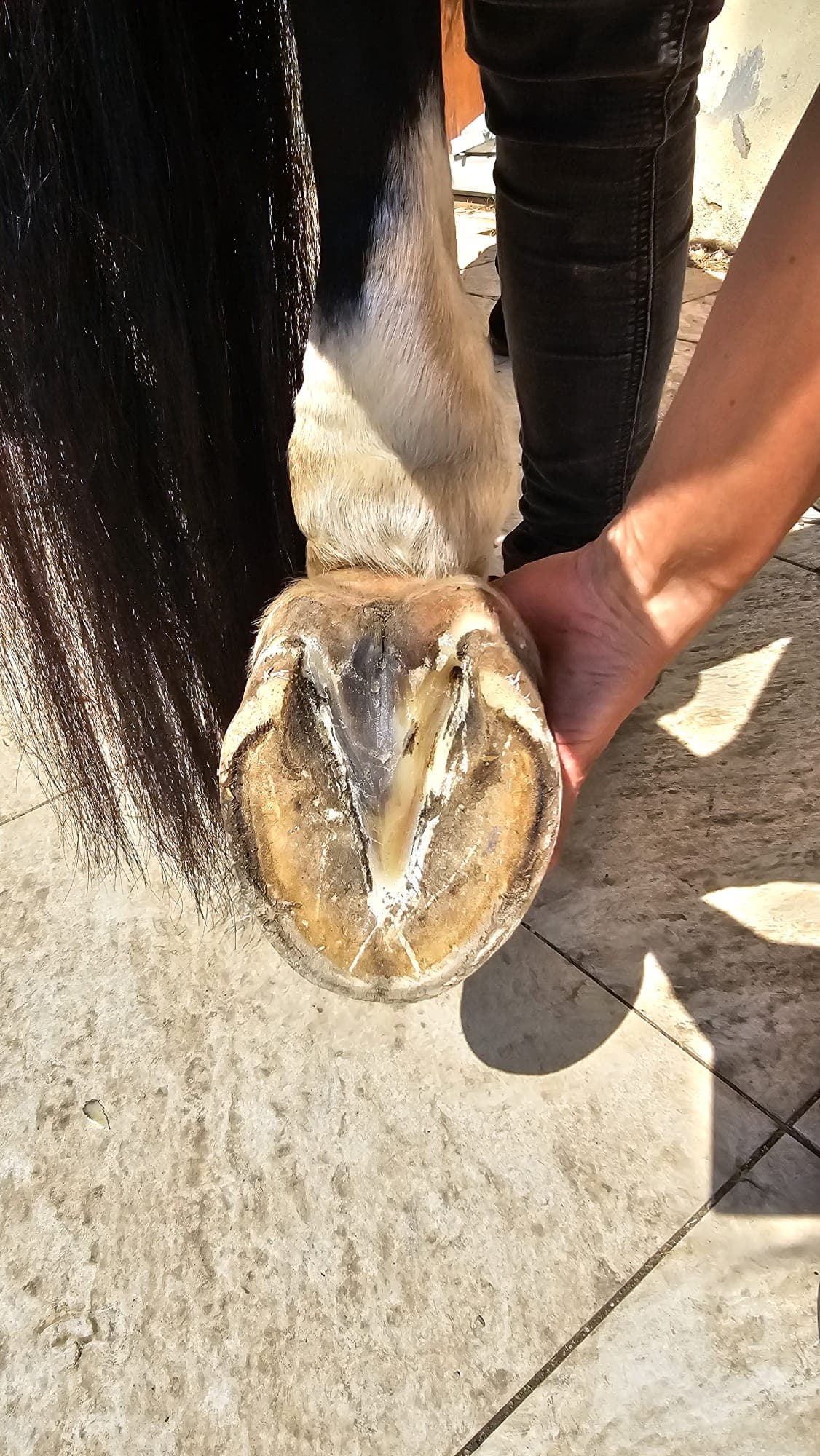 Sabots antérieurs non ferrés d’un cheval gris, vus de face sur un sol sablonneux