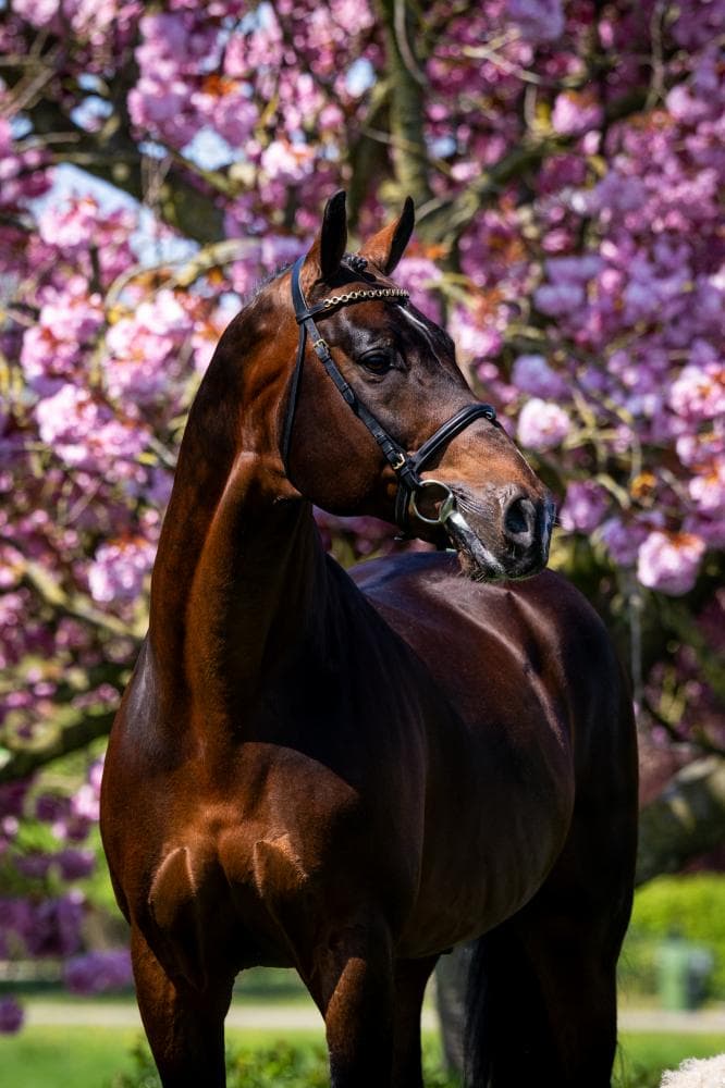 Hardrock Z Showjumping Stallion